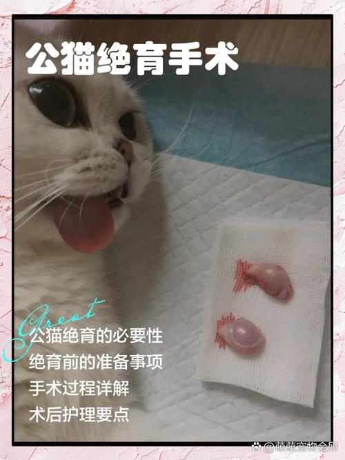 猫咪绝育手术是怎么做呢?