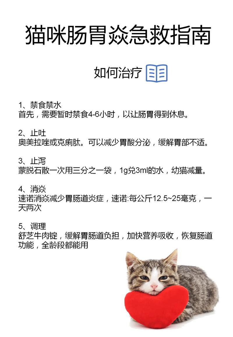 猫咪肠胃炎怎么又又犯了|肠胃问题护理篇