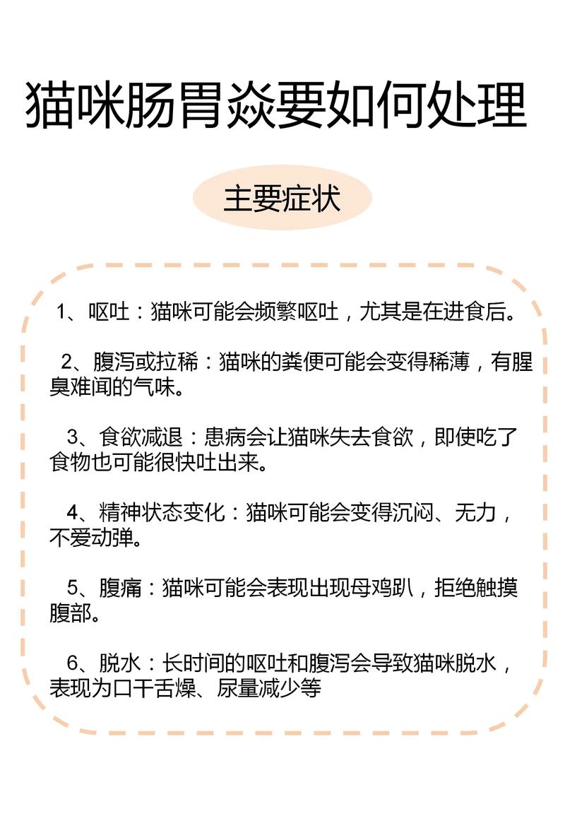 猫咪肠胃炎怎么办?