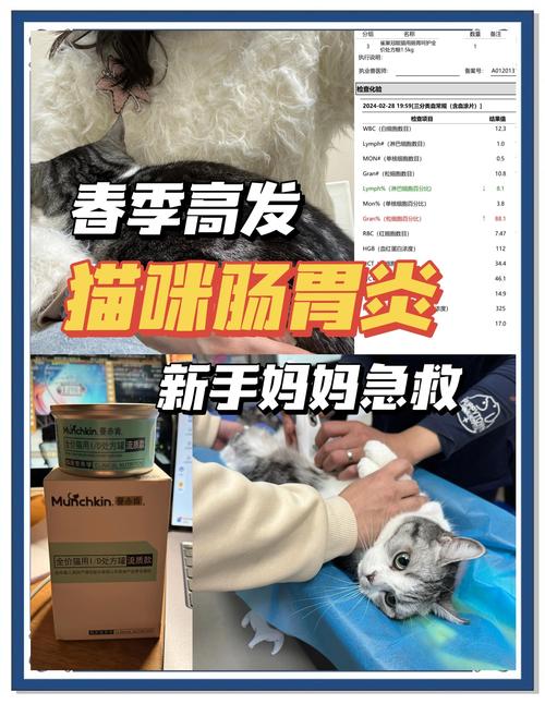 猫咪吐了是肠胃炎我怎么治好的
