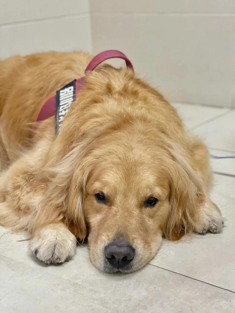 狗狗发烧有什么症状