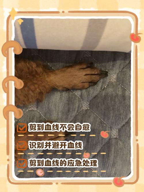 萨摩耶舌头咬流血了怎么办