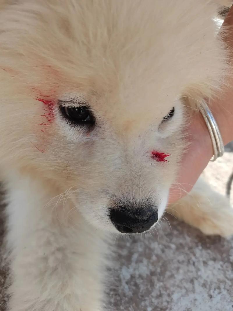 狗伤口流血止不住怎么办