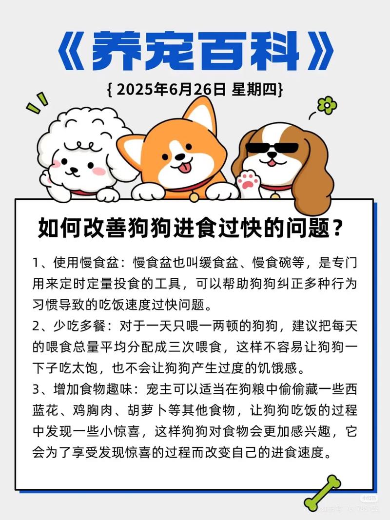 如何改善西施犬进食太快的问题?