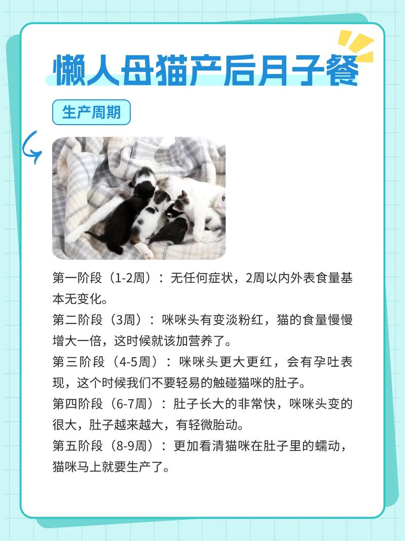 母猫出分泌物多久生产