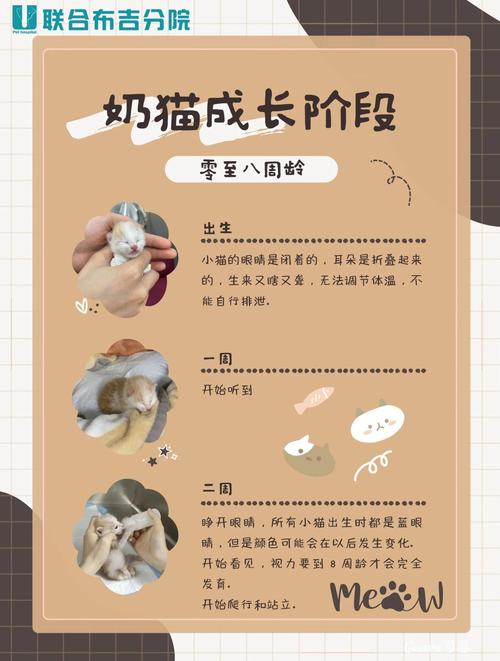 猫咪生产过程要多久,猫咪生产过程要1~3小时