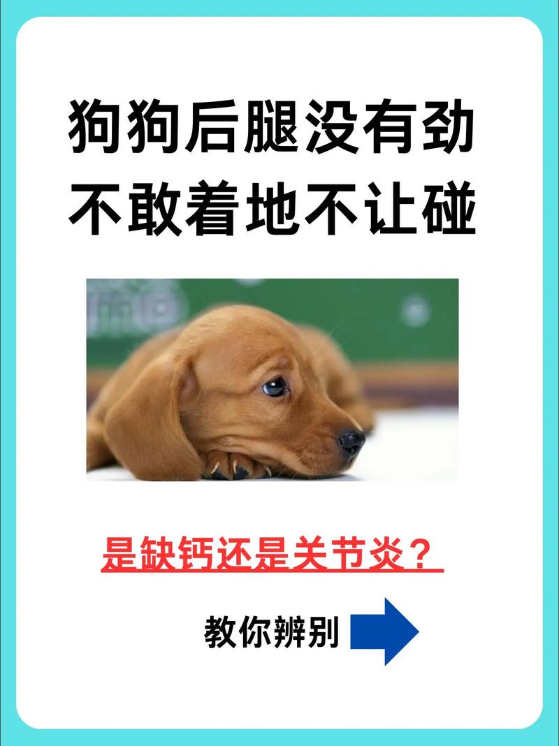 怎样判断狗狗是否缺钙