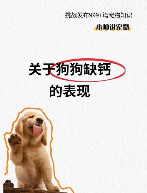 狗狗缺钙的症状有哪些表现