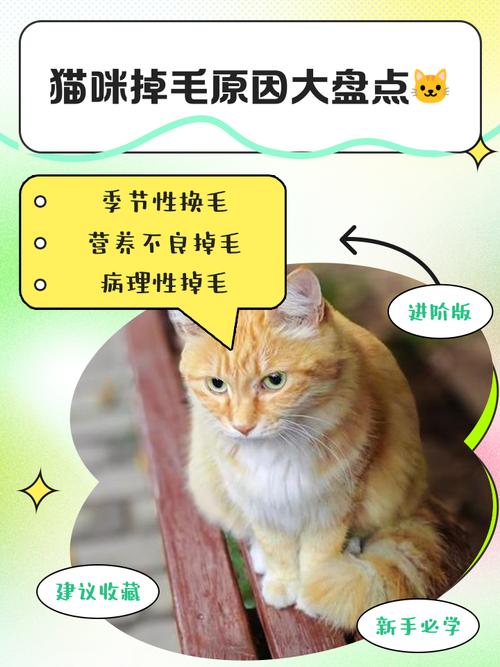 个人经验分享:猫掉毛是因为猫粮不好吗