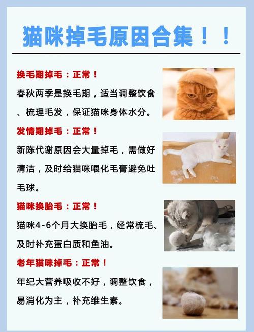 猫咪掉毛严重吃什么猫粮