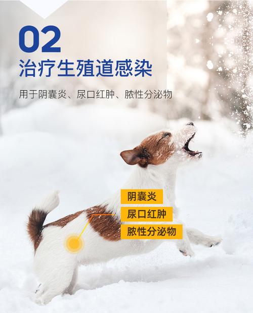 泰迪狗尿道炎吃什么药