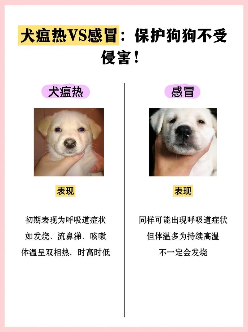 如何判断狗狗是感冒还是犬瘟
