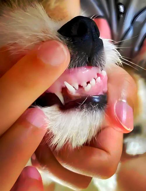 狗狗为什么牙齿小