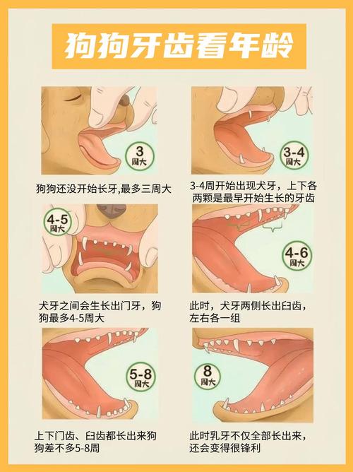怎么看牙齿判断狗狗多大了