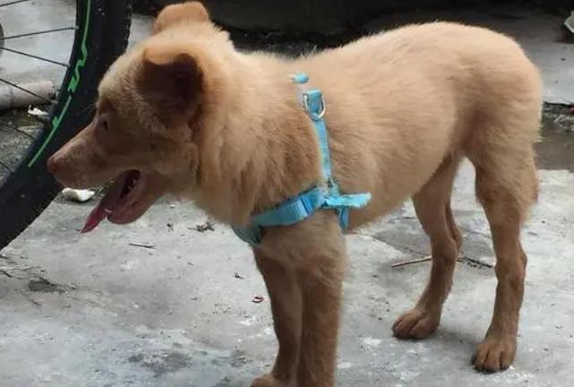 幼犬几个月大的时候长牙?