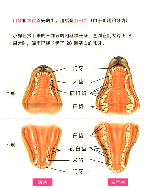 泰迪狗狗从牙齿看有多大了?
