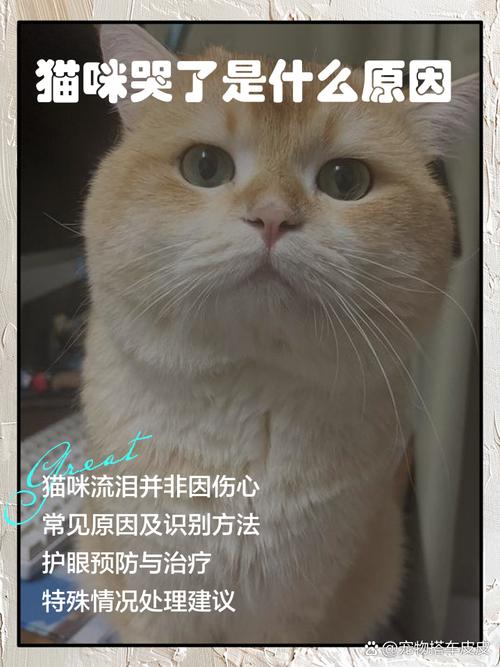猫咪的这些表现,是想告诉主人,它不高兴了