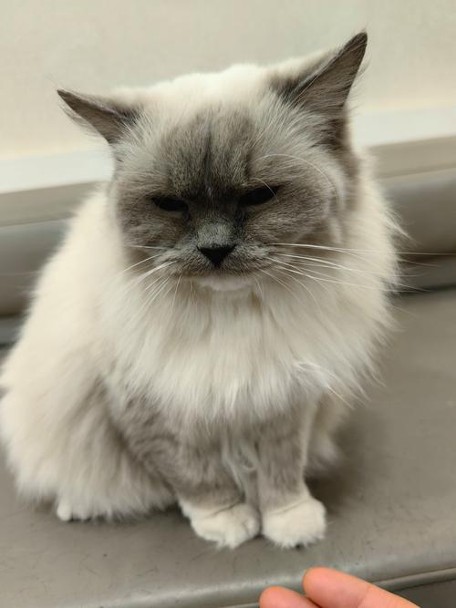 猫咪情绪低落的表现有哪些