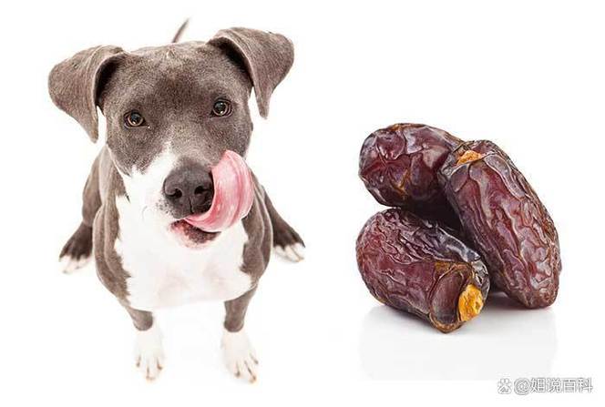 狗狗为什么不吃枣子