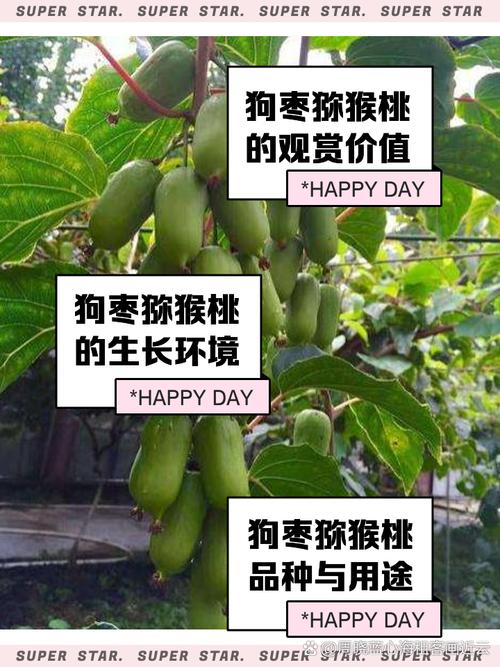 狗狗可以吃绿色枣子吗