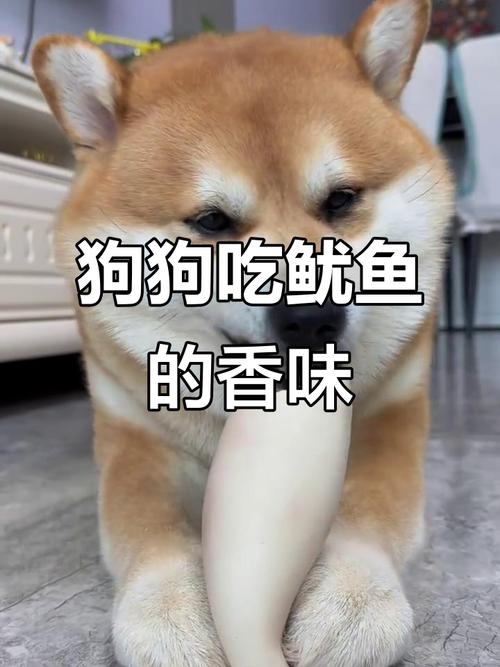 狗狗可以吃鱿鱼吗?