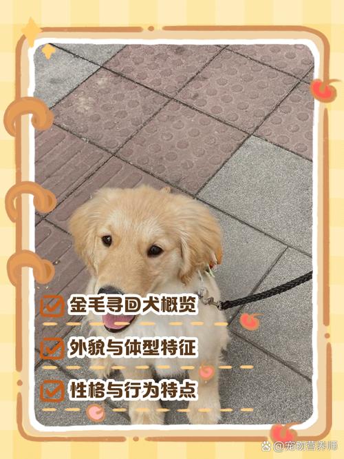 为什么狗狗喜欢吃鱿鱼干