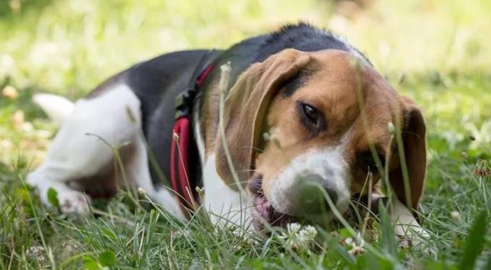 比熊能不能吃烤的鱿鱼干?
