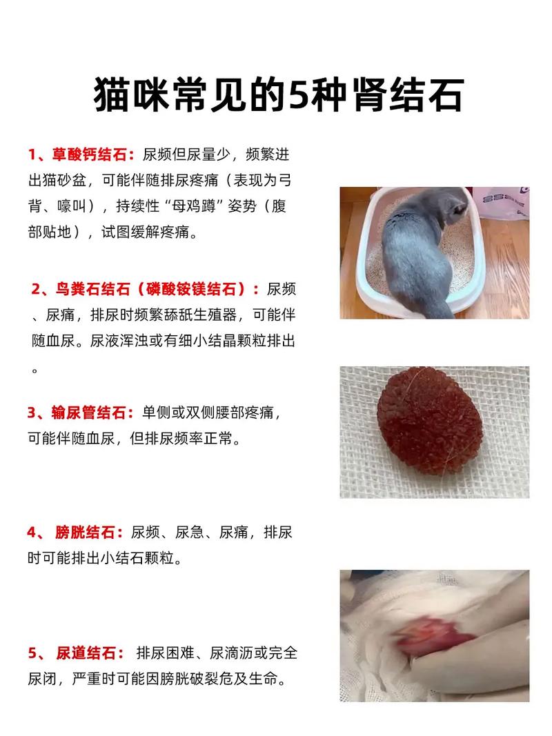 猫咪的尿结石究竟是什么?猫咪为什么会得尿结石?