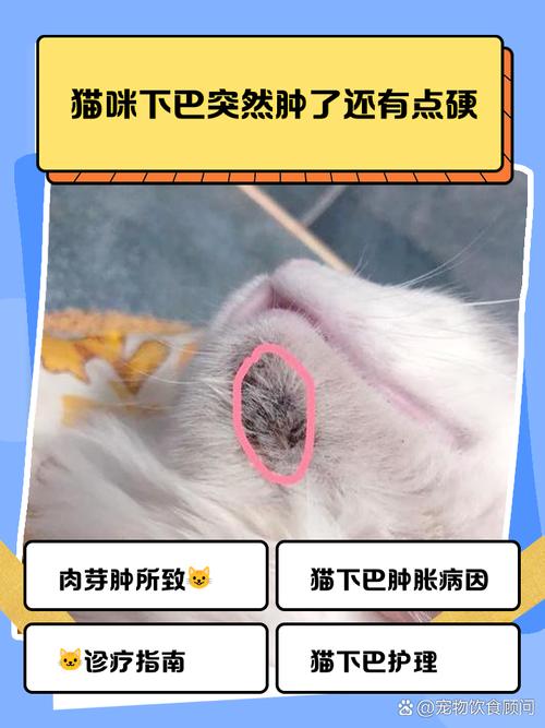 猫咪下巴骨上方肿了一个大软包,原因及处理方法