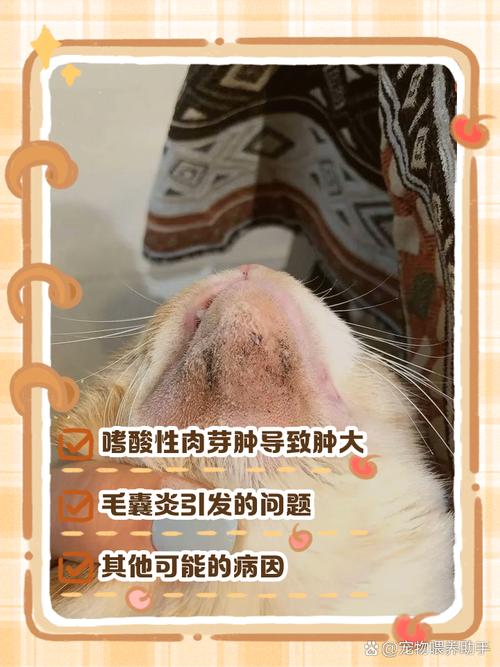 猫咪下巴突然肿了还有点硬