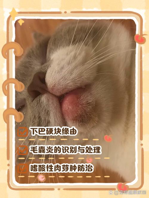 猫咪下巴突然鼓起来了