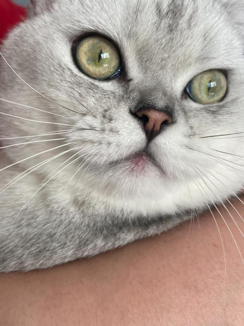 猫咪腮帮一侧突然鼓了个包