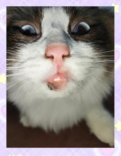 猫咪下巴肿了怎么办?