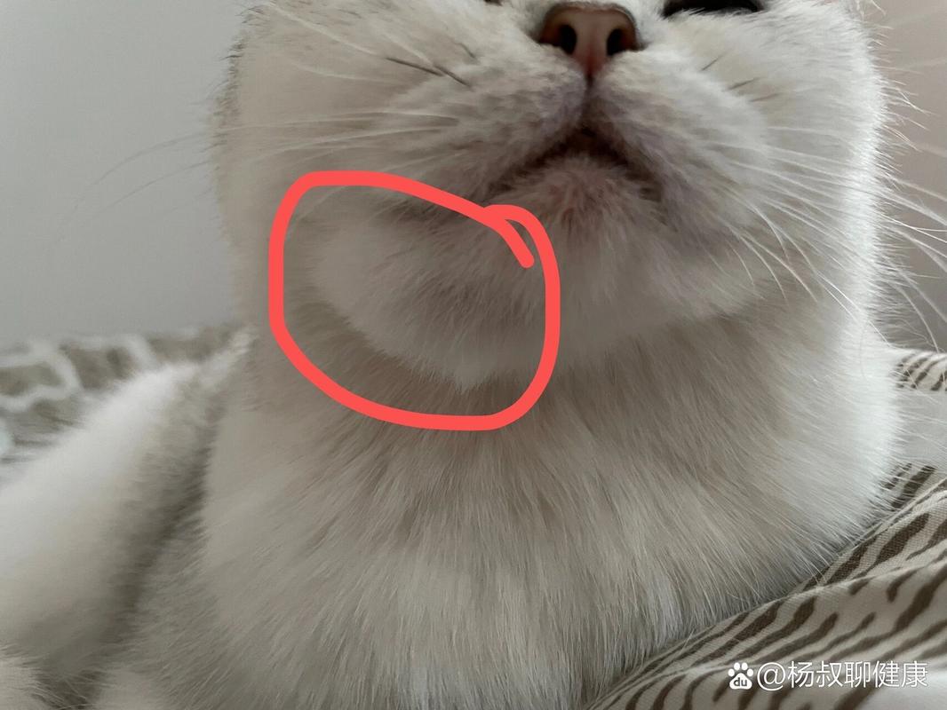猫下巴肿了一个大包是什么原因