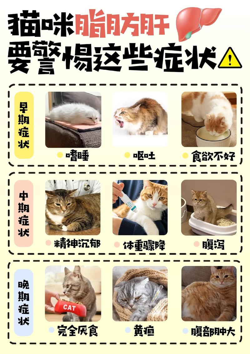 为什么猫咪不能吃猪肝?