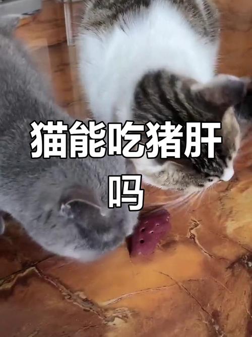 猫吃猪肝吗?