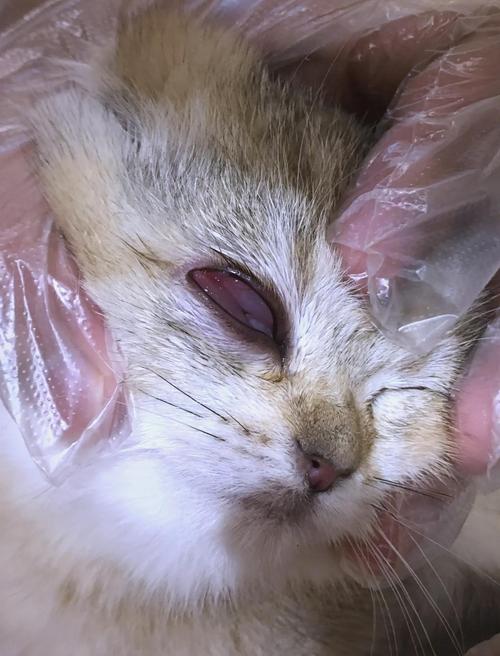 猫结膜炎可以自愈吗?