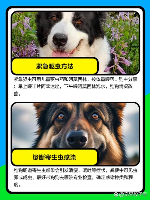 狗狗肚子里有寄生虫一直排不干净怎么办?