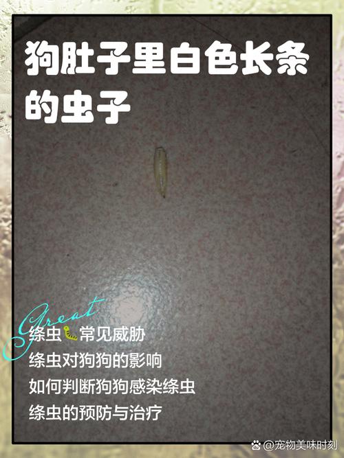 两个月的小狗狗肚子里有虫子怎么办?