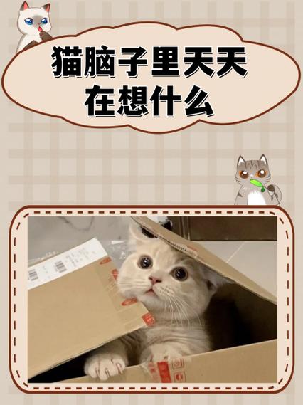 猫咪闲来无事都在想些啥?