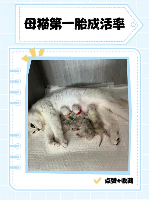 猫第一次生产能生几个,猫咪第一胎的数量