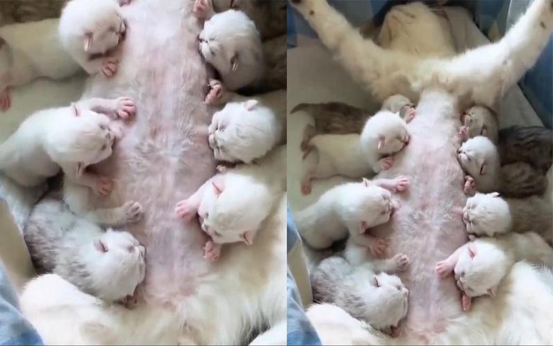 猫咪第一次生了八只,有危险吗?