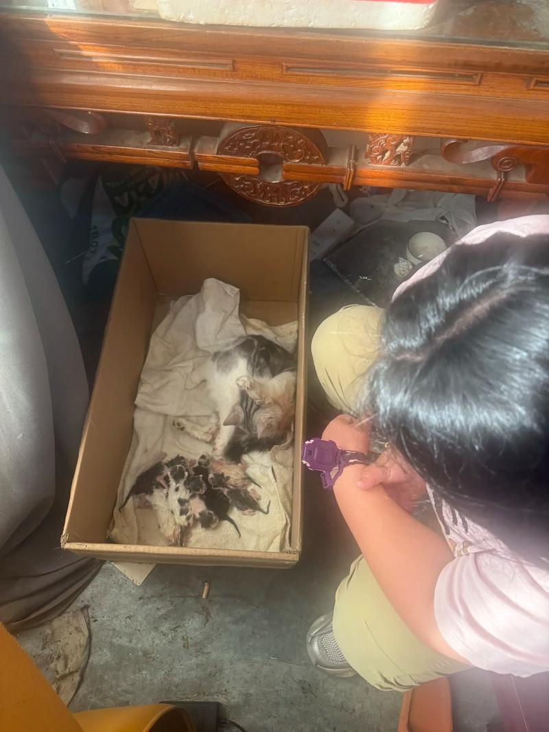 母猫第一次生产会自己生吗