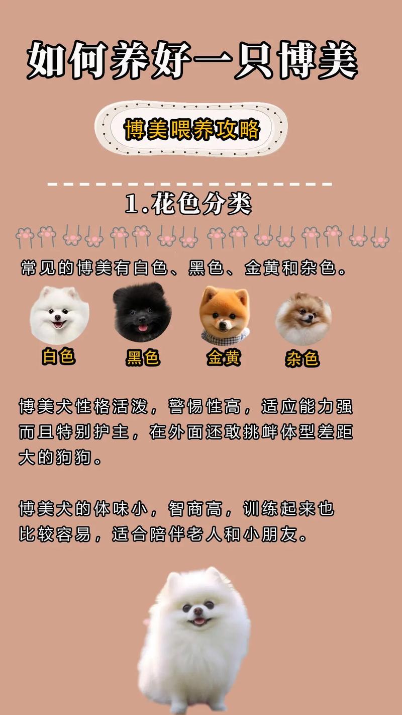 怎么才能养好博美幼崽狗狗?