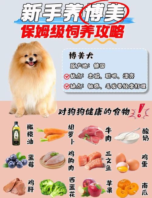 博美犬怎么养才会有教养?