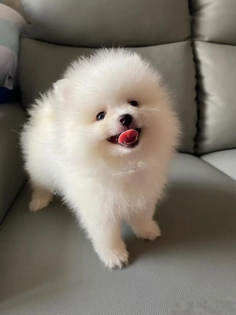 两个月大的博美小狗怎么养