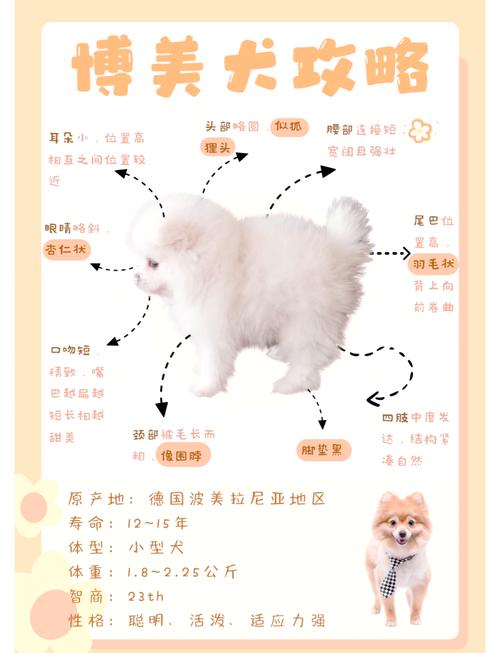 家里刚买了一只小狗博美犬该怎么养啊?