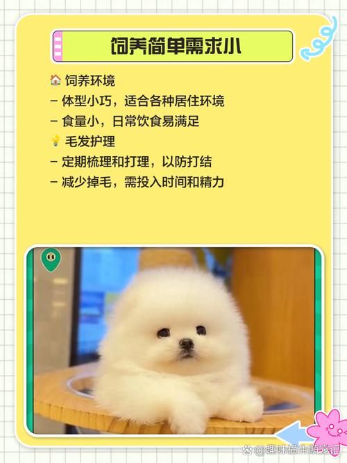 想博美犬健康长寿,做到这几点很重要!