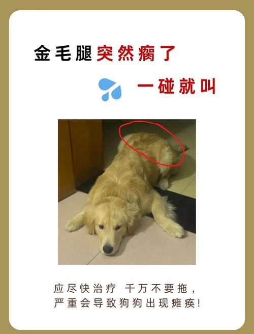 求助,金毛狗腿瘸脚不敢着地,金毛狗腿瘸怎么办?