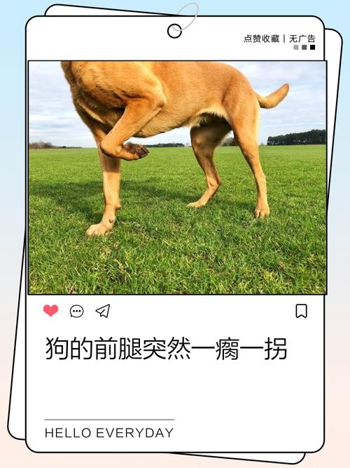 狗狗脚突然瘸了,脚不碰地